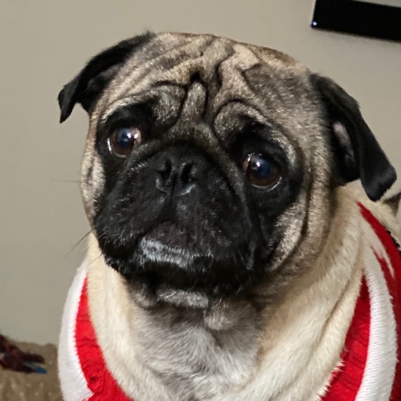 Meet your Posher, Alfredo - Picture 1 of 1